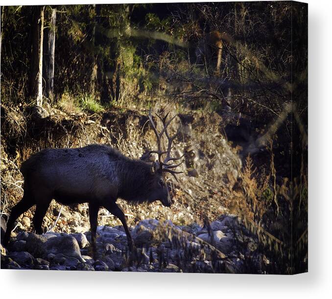 Bull Elk Canvas Print featuring the photograph Prince Crosses a Stream by Michael Dougherty