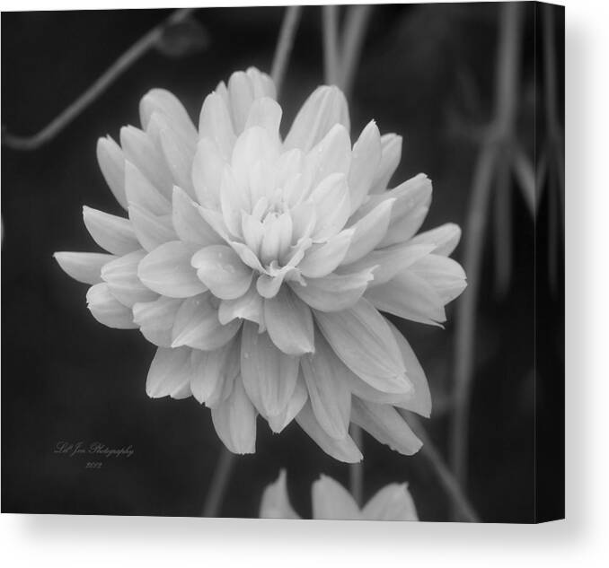 Dahlia Canvas Print featuring the photograph Prissy In Black and White by Jeanette C Landstrom
