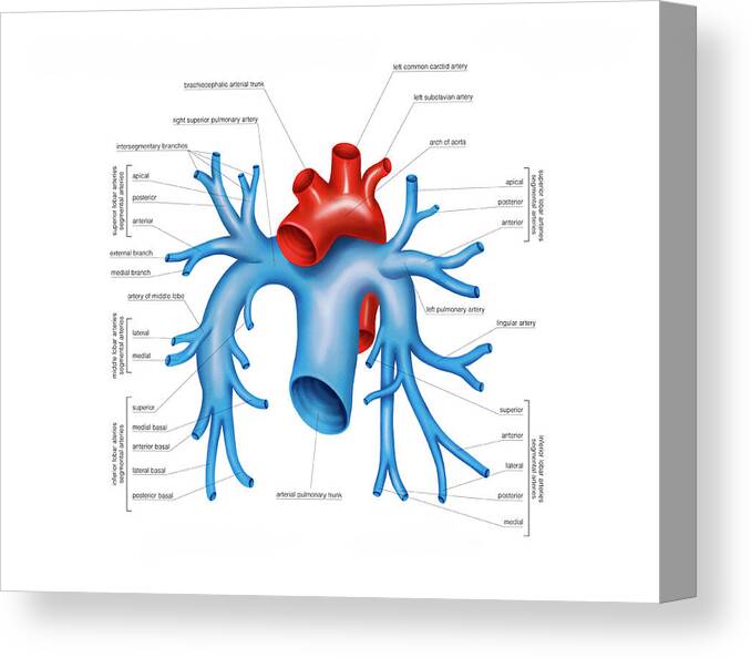 Anatomy Canvas Print featuring the photograph Pulmonary Arteries by Asklepios Medical Atlas