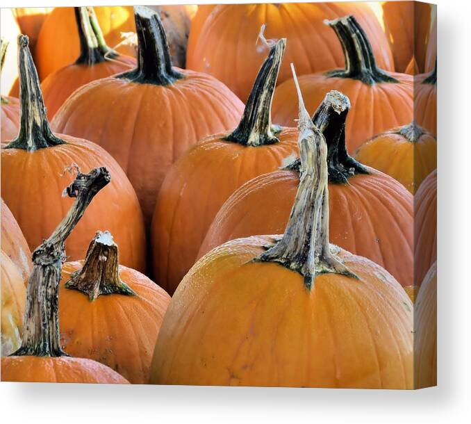 Pumpkins Canvas Print featuring the photograph Pumpkins by Janice Drew