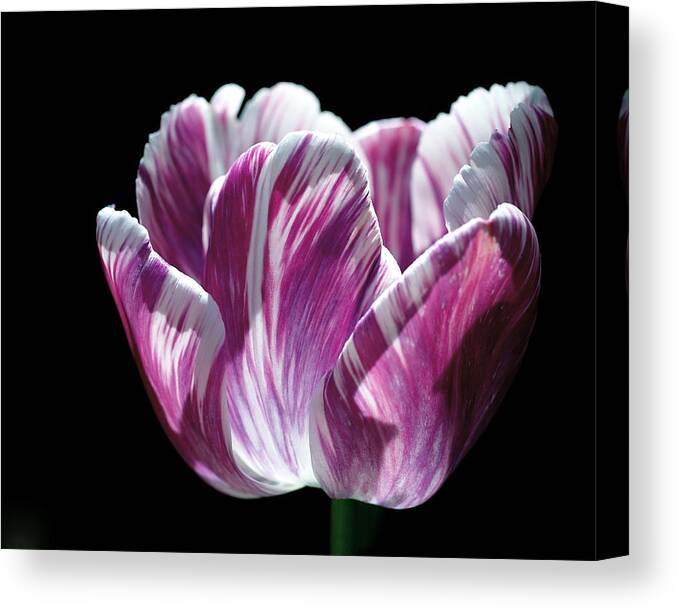 Tulip Canvas Print featuring the photograph Purple and White Marbled Tulip by Rona Black