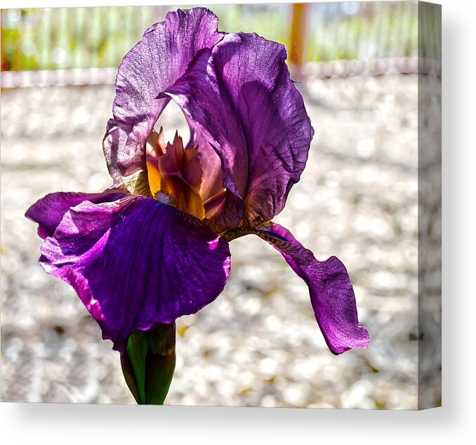 Iris Canvas Print featuring the photograph Purple Godess by Camille Lopez