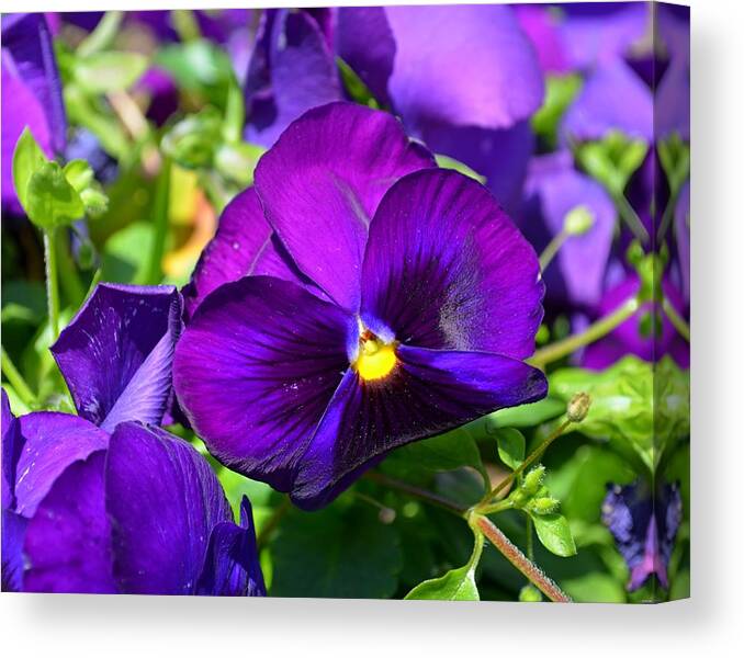 Purple Canvas Print featuring the photograph Purple Pansies by Jeff at JSJ Photography
