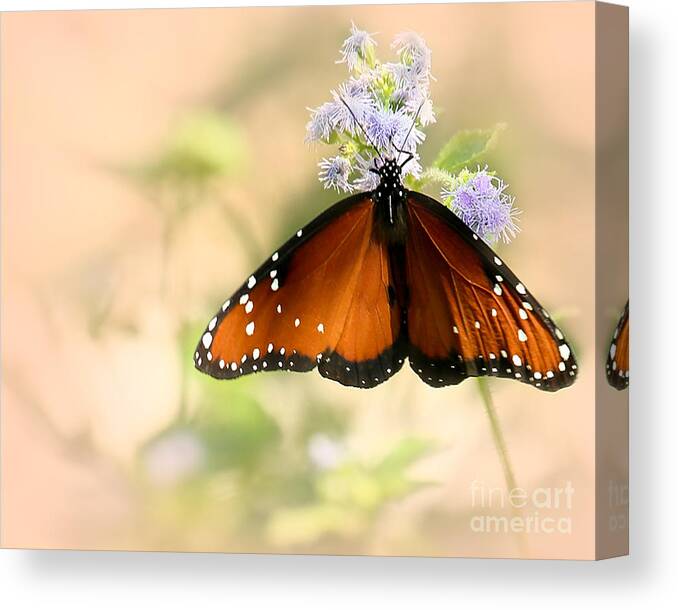 Angelic Canvas Print featuring the photograph Queeny by Sabrina L Ryan