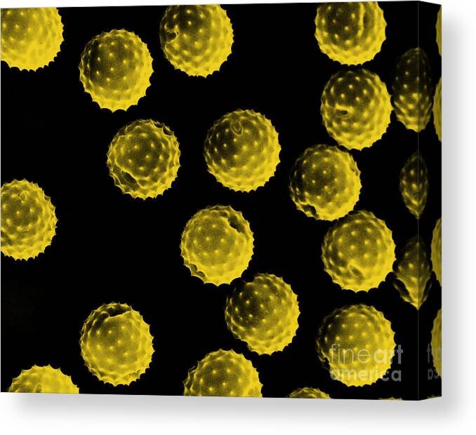 Botany Canvas Print featuring the photograph Ragweed Pollen Sem by David M. Phillips