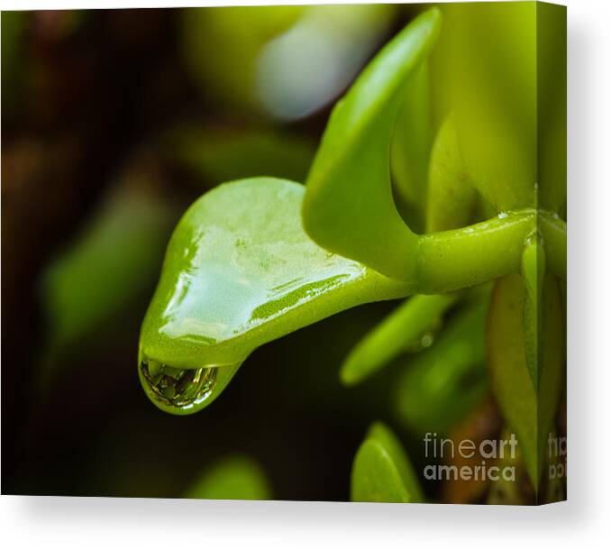 Raindrop Canvas Print featuring the photograph Raindrops I by Tamara Becker