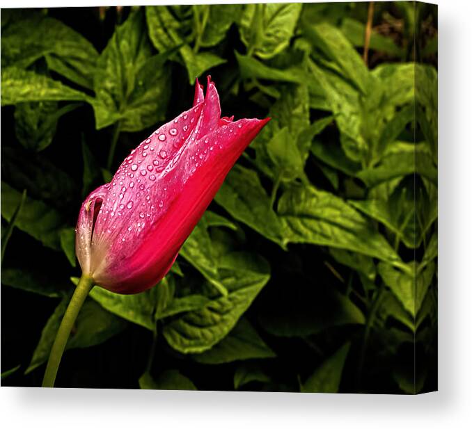 Tulip Canvas Print featuring the photograph Raindrops on Tulip by Peggy Blackwell