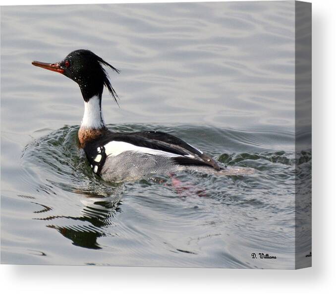 Red-breasted Merganser Canvas Print featuring the photograph Red-breasted Merganser by Dan Williams