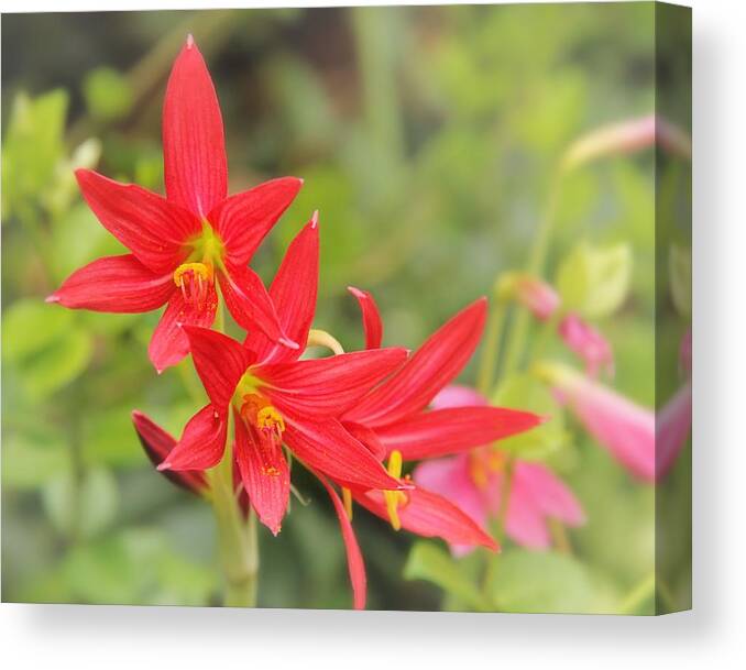 Red Canvas Print featuring the photograph Red by Elizabeth Budd