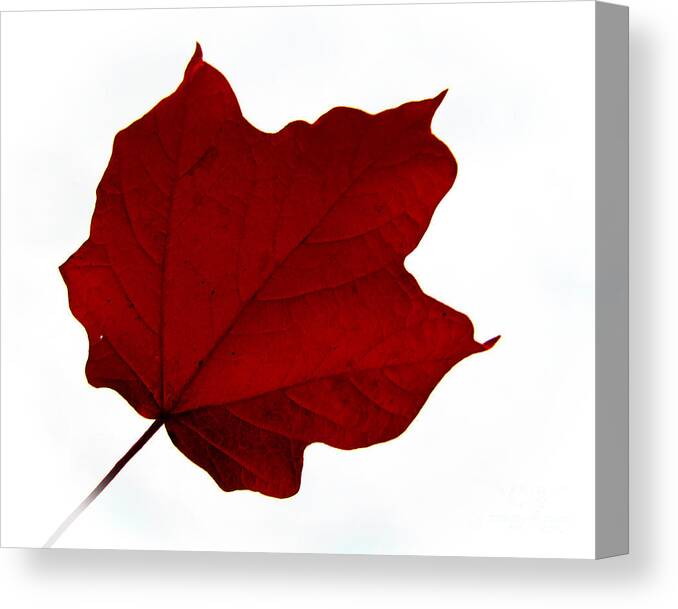 Leaves Canvas Print featuring the photograph Red Maple Now by Tina M Wenger