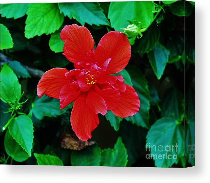 Hibiscus Canvas Print featuring the photograph Red on Red Double by Craig Wood