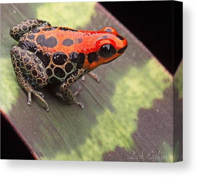 Poison Frog Canvas Print featuring the photograph Red Reticulated Poison Dart Frog by Dirk Ercken