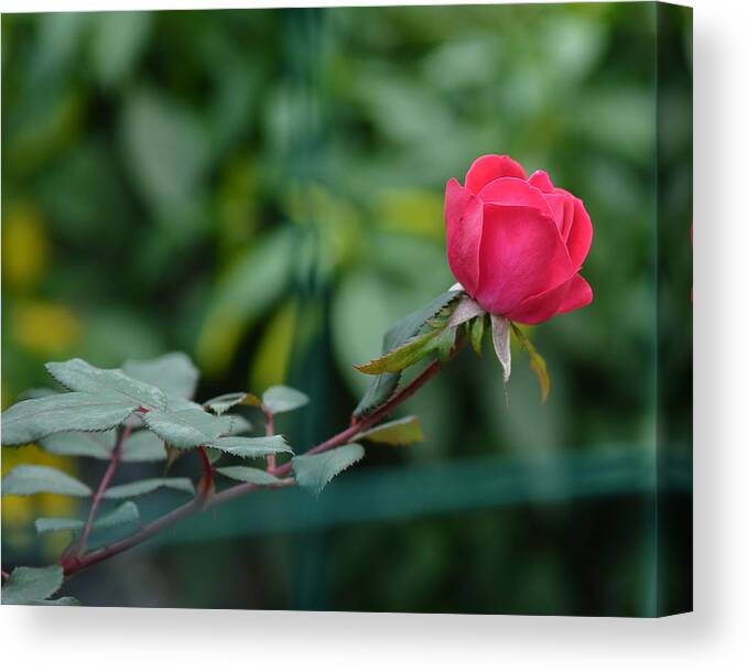 Rosa Berberfolia Canvas Print featuring the photograph Red Rose I by Lisa Phillips