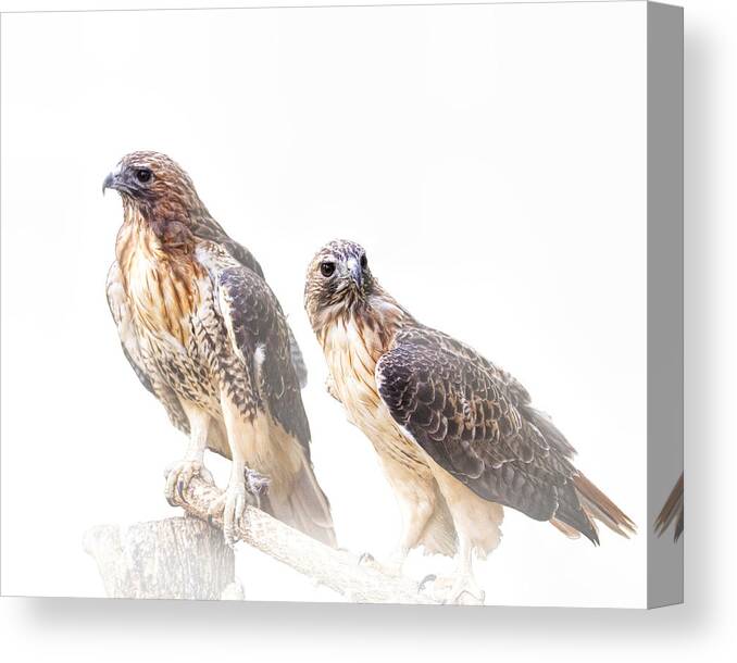 Art Canvas Print featuring the photograph Red Tail Hawk Pair on White Background by Randall Nyhof