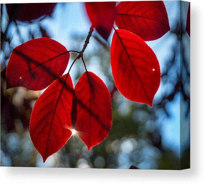 Fall Canvas Print featuring the photograph Red Velvet by Bill Pevlor