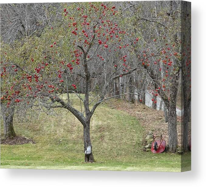 Fall Canvas Print featuring the photograph Red Wheelbarrow by Catherine Arcolio
