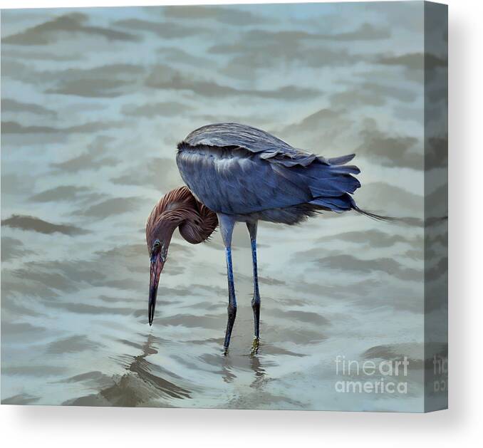Reddish Egret Canvas Print featuring the photograph Reddish Egret feeding in shallow water by Louise Heusinkveld