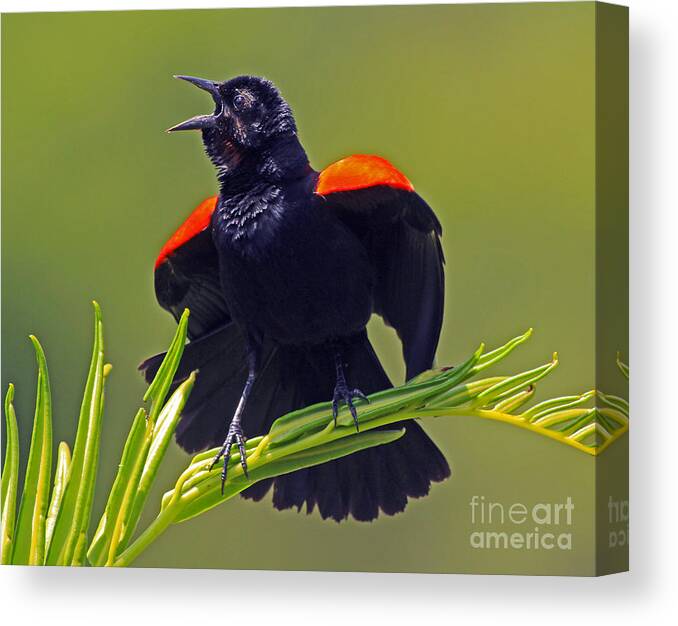 Blackbird Canvas Print featuring the photograph Redwing Black Bird at full song by Larry Nieland