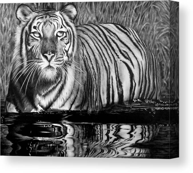 Tiger Canvas Print featuring the drawing Reflective Tiger by Jerry Winick
