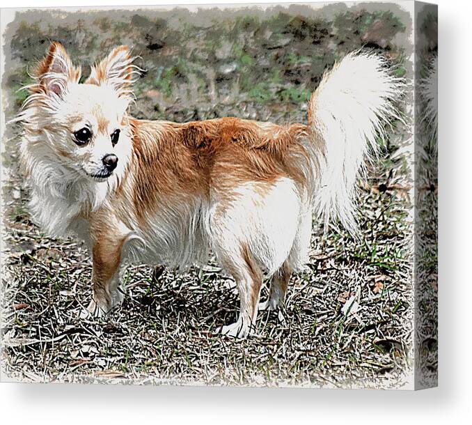 Chihuahua Canvas Print featuring the photograph Regal Pose Chihuahua by Sheri McLeroy