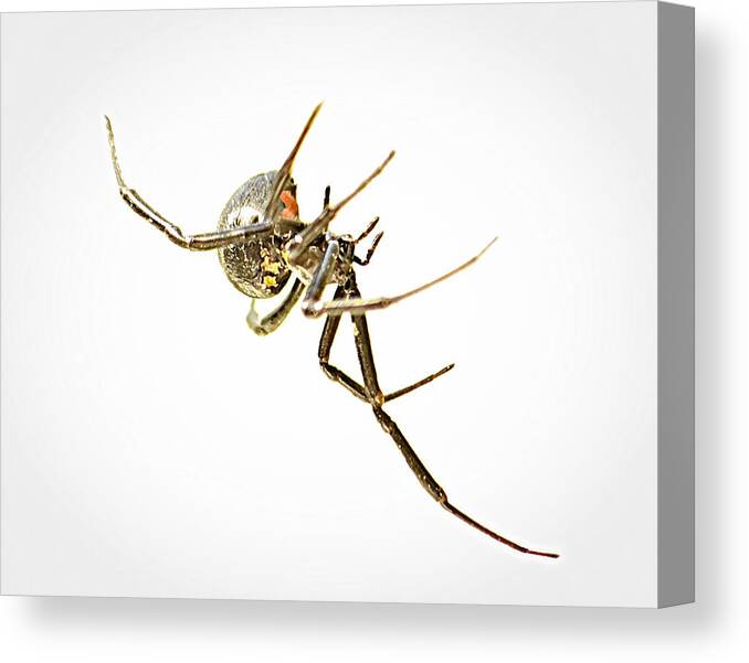 Spider Canvas Print featuring the photograph Respect The Lady by Tammy Schneider