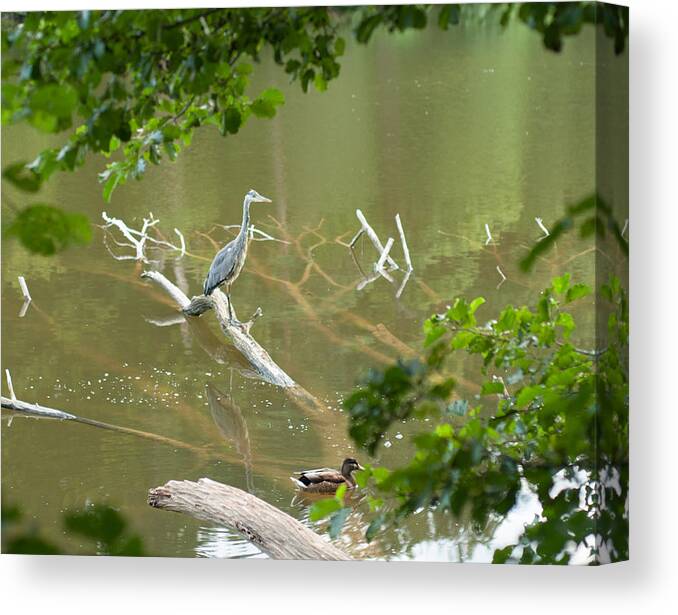 Miguel Canvas Print featuring the photograph Resting by Miguel Winterpacht
