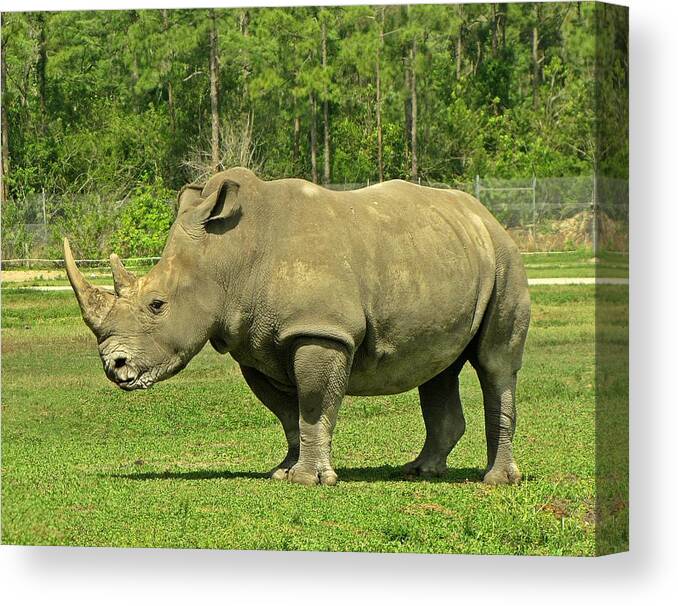 Rhinoceros Canvas Print featuring the photograph Rhino Profile by MTBobbins Photography