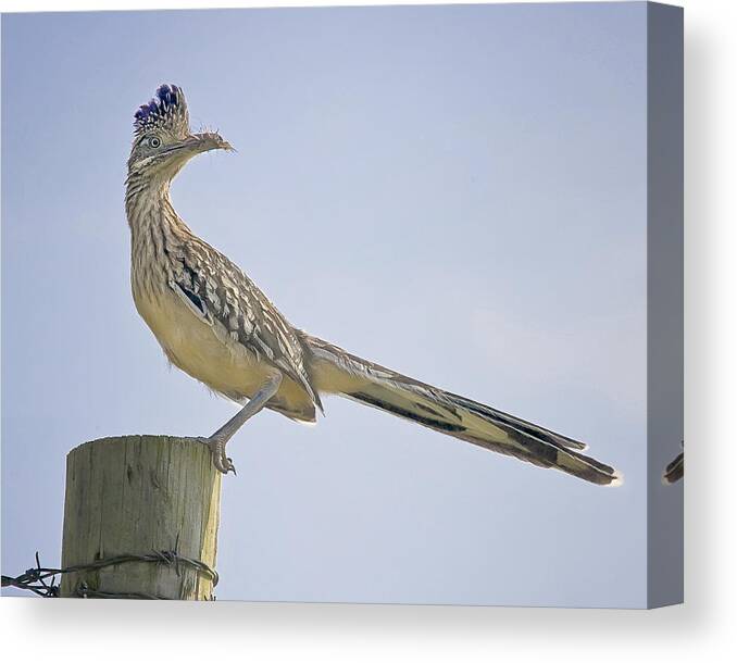 Road Runner Canvas Print featuring the photograph Roadrunner on Fence Post by Michael Dougherty