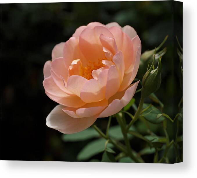 Rose Canvas Print featuring the photograph Rose Blush by Rona Black