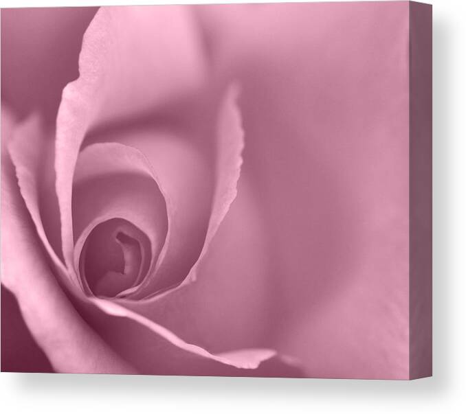 Light Plum Canvas Print featuring the photograph Rose Close Up - Plum by Natalie Kinnear