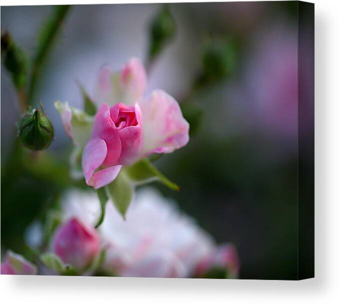 Rose Canvas Print featuring the photograph Rose Emergent by Rona Black