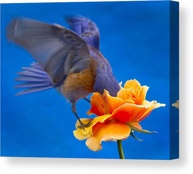 Animals Canvas Print featuring the photograph Rose excavation by Jean Noren