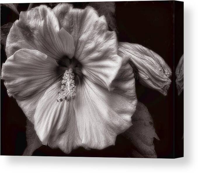 Hibiscus Canvas Print featuring the photograph Rose Mallow Bloom by Louise Kumpf