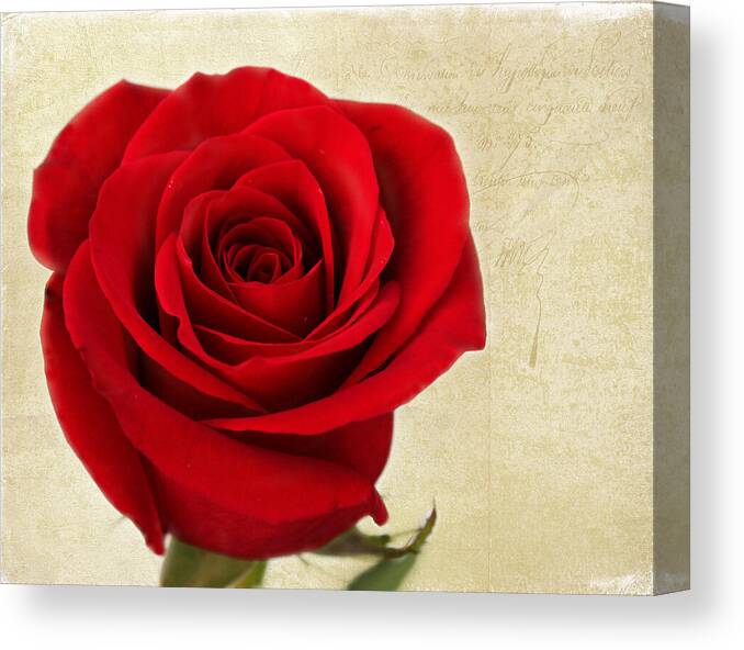 Rose Canvas Print featuring the photograph Rose of Love by Judy Vincent