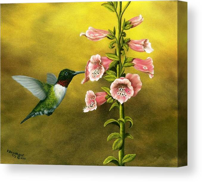 Animals Canvas Print featuring the painting Ruby Throated Hummingbird and Foxglove by Rick Bainbridge