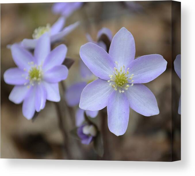 Rue Anemone Canvas Print featuring the photograph Rue Anemone Shades of Purple by Forest Floor Photography