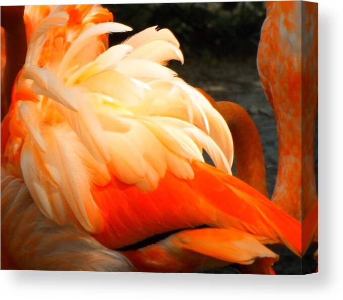 Show Canvas Print featuring the photograph Ruffled Feathers by Caryl J Bohn
