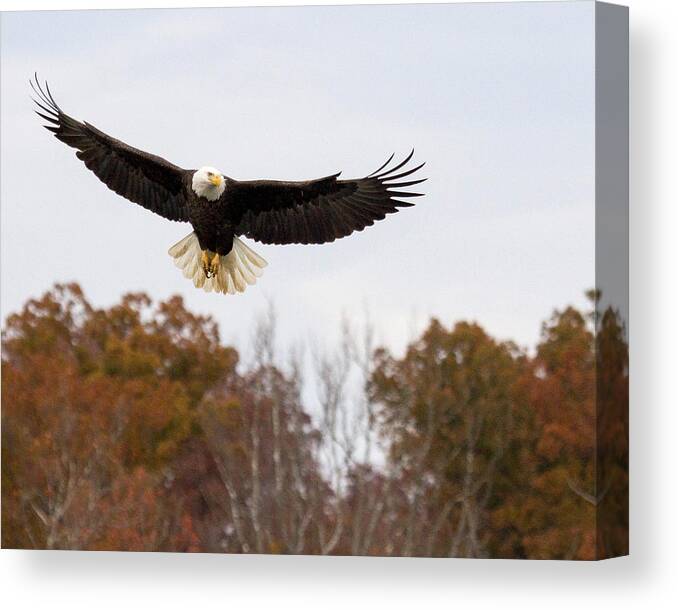Eagle Canvas Print featuring the photograph Scanning by Alan Raasch