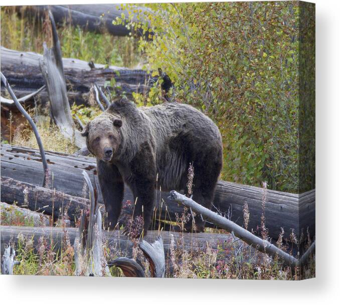 Nature Canvas Print featuring the photograph Scarface by Gerry Sibell