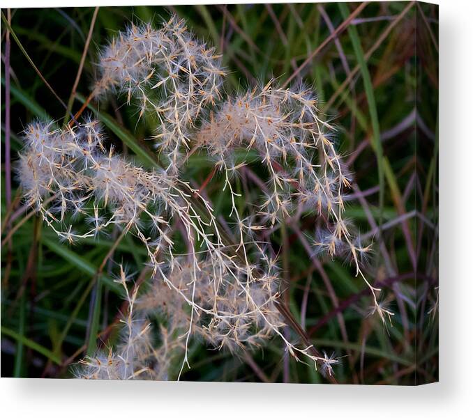 Flowers Canvas Print featuring the photograph Scary Hairy by Derek Dean