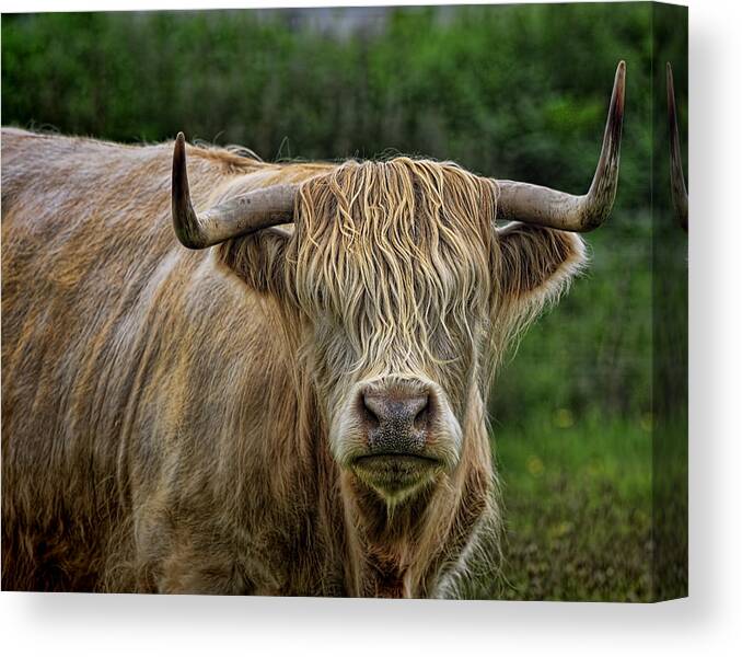Bovine Canvas Print featuring the photograph Scottish Highland Cattle by Ray Kent