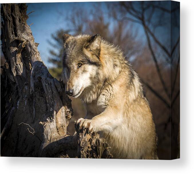 Animal Canvas Print featuring the photograph Scout by Jack R Perry