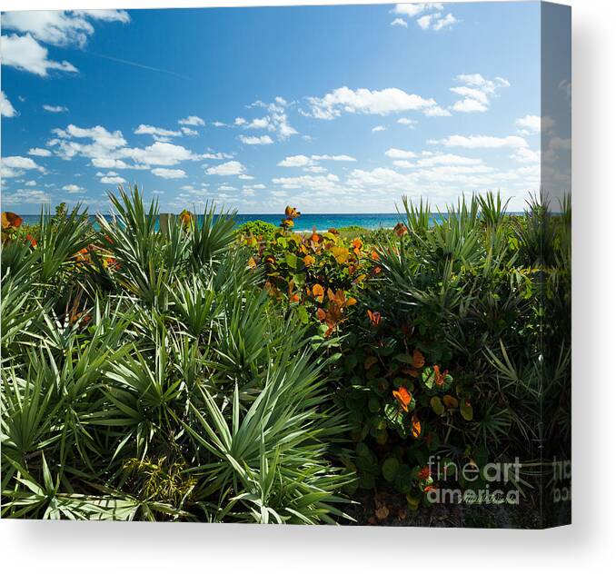 Sea Grapes And Saw Palmetto Canvas Print featuring the photograph Sea Grapes and Saw Palmetto by Michelle Constantine