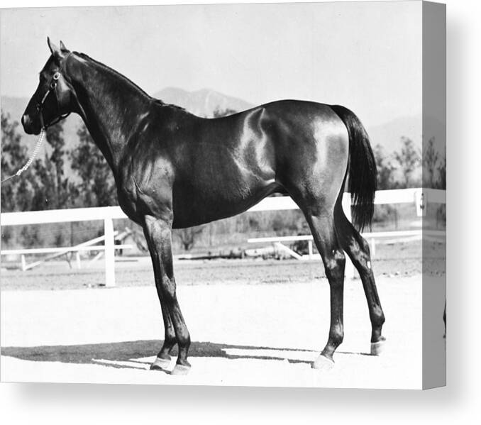 Classic Canvas Print featuring the photograph Seabiscuit Horse Racing #2 by Retro Images Archive