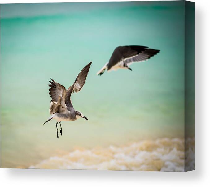 Birds Canvas Print featuring the photograph Seagulls by David Downs