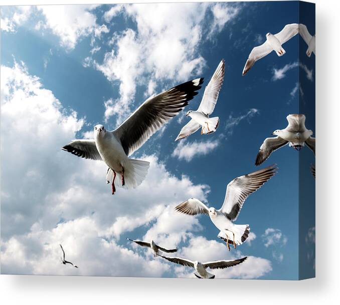 Animals In The Wild Canvas Print featuring the photograph Seagulls In Flight At Inle Lake by Martin Puddy