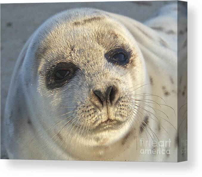 Seal Canvas Print featuring the photograph Seal Pup by Amazing Jules