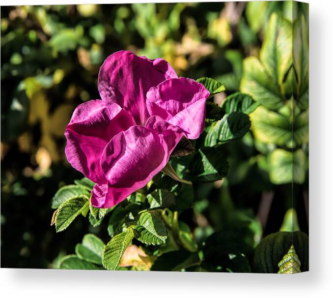 Rose Canvas Print featuring the photograph Seasons last rose by Leif Sohlman