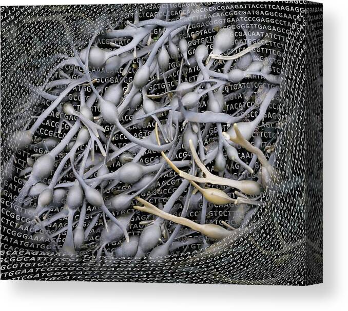 Marine Canvas Print featuring the photograph Seaweed And Its Dna by Robert Brook