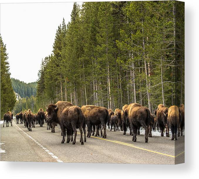 Yellowstone National Park Canvas Print featuring the photograph See You In Spring by Yeates Photography